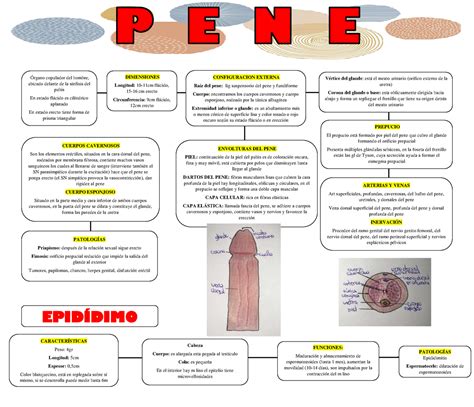 pene moreno|Causas de un cambio de color en el pene